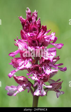 Military x Lady Orchid Hybrid, Orchis x hybrida, Aude, Frankreich Stockfoto