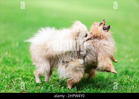 Zwei lustige Welpen vom pommerschen spitz züchten Hund, der zusammen auf grünem Gras spielt Stockfoto