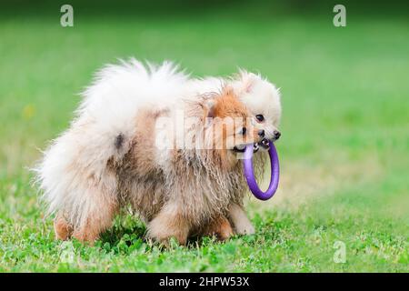 Zwei lustige Welpen vom pommerschen spitz züchten Hund, die zusammen auf grünem Gras mit Spielzeugring spielen Stockfoto