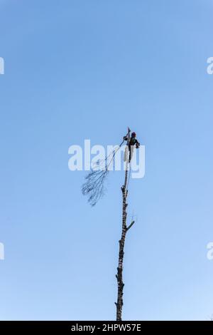 Baumkletterer schneidet eine Birke Stockfoto