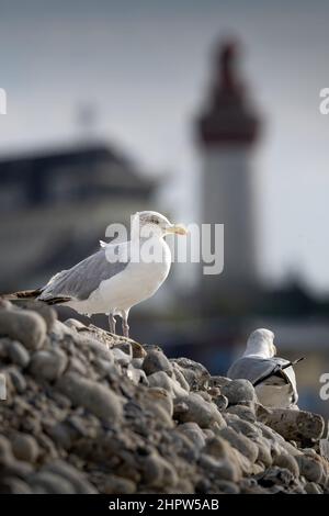 Goéland et mouettes en baie de Somme dans les marais de saint Firmin près du Crotoy. Oiseaux Stockfoto