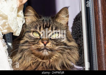 Eine Nahaufnahme der flauschigen Schnauze einer Katze durch das Fenster. Stockfoto