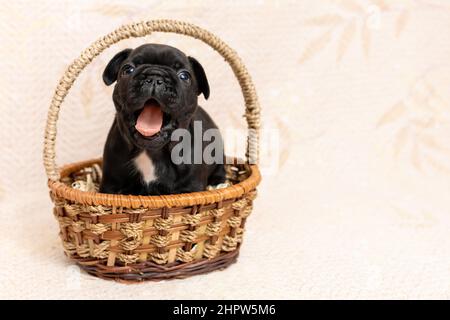 Niedliche kleine schwarze Welpen von französisch Bulldogge sitzt im Korb und gähnend Stockfoto
