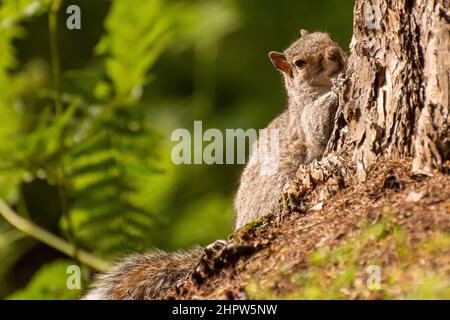 Graues Eichhörnchen, das je nach Region bei einem Baum auf dem Boden sitzt (Sciurus carolinensis), ist ein Baumhörnchen. Sie ist im östlichen Nordamerika beheimatet. Stockfoto