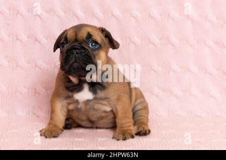 Niedliche kleine Welpen von französisch Bulldogge sitzt auf rosa Decke Stockfoto