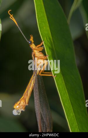 Orangefarbene Kranichfliege hängt auf einem Blatt mit großen spitzen orangen und schwarzen Antennen Stockfoto