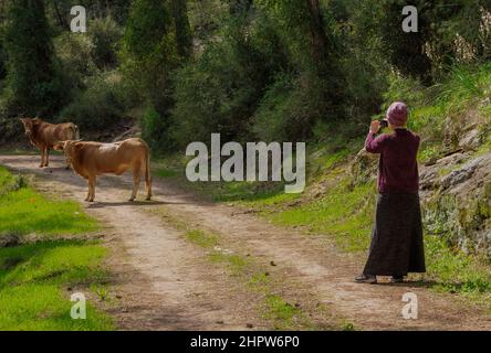 Eine Frau auf einer Waldstraße fotografiert Kühe mit ihrem Telefon Stockfoto
