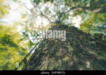 Wandern Sie durch den Aokigahara-Wald in Japan Stockfoto