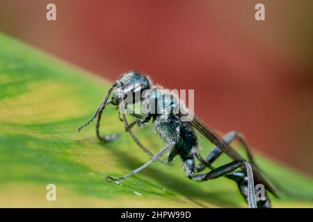 Blaue Schlamm dauber Blau metallic Arten von Schlamm dauber Wasp in Bali, Indonesien gefunden. Sparkly metallische Wasp sitzt auf einem grünen Blatt. Stockfoto