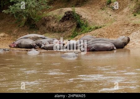 Gruppe von Hippopotamus. (Hippopotamus amphibius) am Ufer ruhend Stockfoto