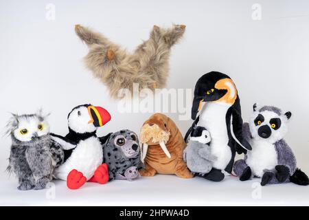 Freunde von ausgestopften Tieren: Große gehörnte Eule, Atlantischer Papageientaucher, Hafensalgen, Kaiserpinguine, Ringschwanzlemur und Zweizäugige Faultiere Stockfoto