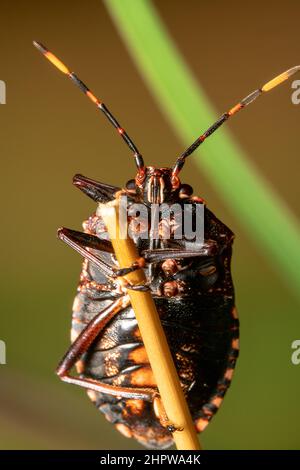 Gemeinsame Gum Tree shield Bug auch als Stinken Bug auf einen Stick mit bunten Hintergrund bekannt, links ausgerichtet Stockfoto