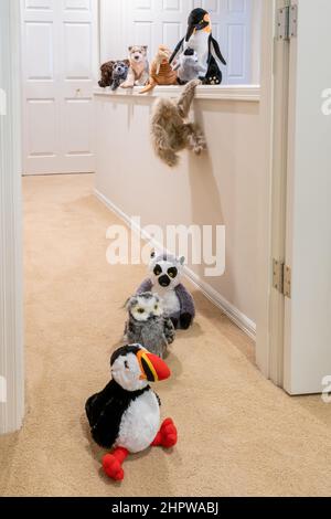 Ausgestopfte Tiere, die als Nachfolger des Führers spielen, müssen nun an einer Wand klettern oder springen. Stockfoto