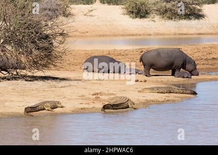Gruppe von Hippopotamus. (Hippopotamus amphibius) am Ufer ruhend Stockfoto