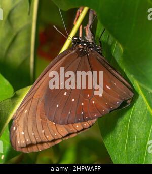 Euploea Kern gestreift, Kern australische Krähe, indien Krähe, wissenschaftlicher Name Euploea Kern. Hellbrauner Schmetterling mit weißen Punkten und schwarzem Kopf mit weißem Stockfoto