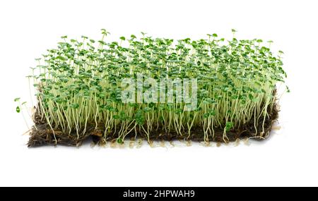 chia Sprossen mit grünen Blättern auf weißem Hintergrund, mikrogrün. Zusatz zu Salaten und Getränken, Entgiftung Stockfoto