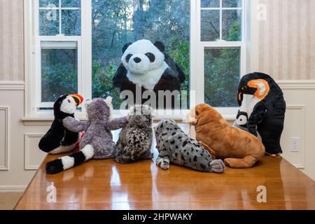 Ausgestopfte Tiere starren aus einem Fenster auf einen riesigen Pandabären, der sie ansieht! Stockfoto