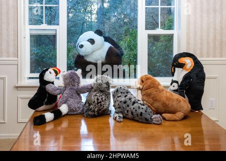 Ausgestopfte Tiere starren aus einem Fenster auf einen riesigen Pandabären, der sie ansieht! Stockfoto