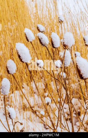 Cattails entlang des South Arkansas River bei frischem Winterschneesturm; Vandaveer Ranch; Salida; Colorado; USA Stockfoto