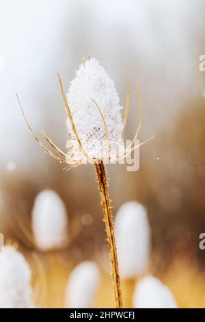 Cattails entlang des South Arkansas River bei frischem Winterschneesturm; Vandaveer Ranch; Salida; Colorado; USA Stockfoto