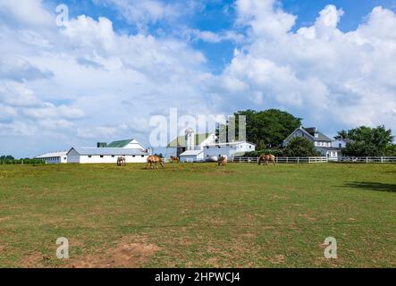 Bauernhaus mit Feld und Silo in der amish Grafschaft Stockfoto