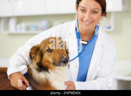 Tiere sind ihre erste Liebe. Aufnahme einer jungen Tierärztin, die einen Hund in ihrem Büro untersucht. Stockfoto