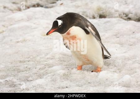 Der Gentoo-Pinguin, der nach der Fütterung seiner Jungen rosa verschmutzt ist, geht durch den Schnee zum Wasser auf der Danco-Insel in der Antarktis. Stockfoto