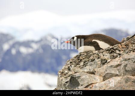 Der Gentoo-Pinguin, der an einem steilen und felsigen Hang brütet, hat eine großartige Aussicht auf Danco Island, Antarktis. Stockfoto