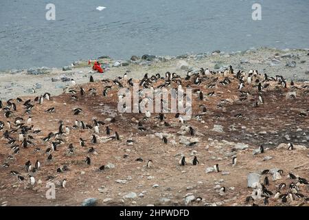 Ein Passagier des Le Boreal-Schiffes fotografiert die Pinguinkolonie Gentoo in der Nähe der Küste auf der Insel Danco in der Antarktis. Die rote Flagge markiert das Tourlimit. Stockfoto