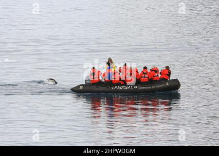 Ein Gentoo-Pinguin durchbricht in der Nähe des Hecks eines Tierkreisbootes, das Touristen von einem Le Boreal-Kreuzschiff in der Nähe der Insel Danco in der Antarktis transportiert. Stockfoto