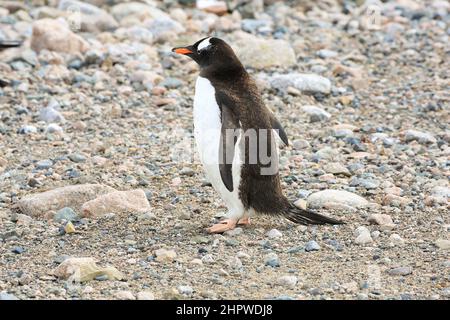 Gentoo-Pinguin, der entlang der Kiesküste von Neko Harbour auf dem Kontinent der Antarktis geht. Stockfoto