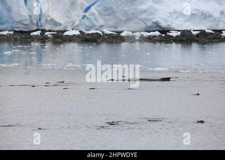 Ein Buckelwal schwimmend neben Gentoo-Pinguinen in der Passage östlich von Lemaire Island, Antarktis. Stockfoto