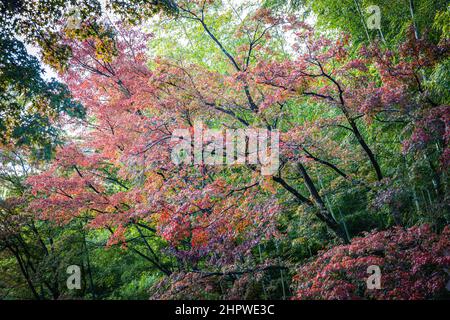 Die brillanten Farben des Herbstes in Japan mit Sonnenlicht auf dem Gelände des Tenryu-ji Temple. Stockfoto