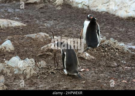 Ein Gentoo-Pinguin baut sein Nest mit einem Holzstock an der González Videla Station (chilenische Basis) in der Antarktis. Stockfoto