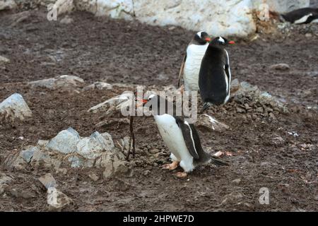 Ein Gentoo-Pinguin baut sein Nest mit einem Holzstock an der González Videla Station (chilenische Basis) in der Antarktis. Stockfoto