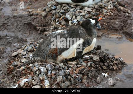 Ein Gentoo-Pinguin wurde auf seinem Nest auf der González Videla Station (chilenische Basis) in der Antarktis mit Exkrementen getroffen. Stockfoto