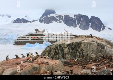 Gentoo-Pinguine brüten an der felsigen Küste der Petermann-Insel in der Antarktis, mit dem Le Boreal-Schiff und den Bergen im Hintergrund. Stockfoto