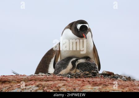 Gentoo-Pinguin brütet mit ihren zwei Küken auf Petermann Island, Antarktis, neben dem mit Kot bedeckten Felsen. Stockfoto