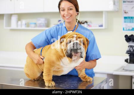 Hes ein großer gesunder Junge. Porträt eines jungen Tierarztes, der eine große Bulldogge auf einem Untersuchungstisch untersucht. Stockfoto