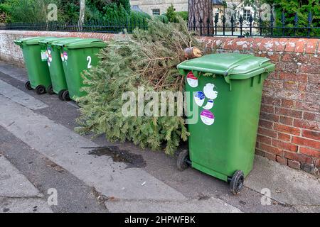 Warminster, Wiltshire, Großbritannien - 18 2022. Januar: Eine Reihe von Abfalleimer im Grünen Garten und ein Weihnachtsbaum, der zum Recycling herausgebracht wurde Stockfoto