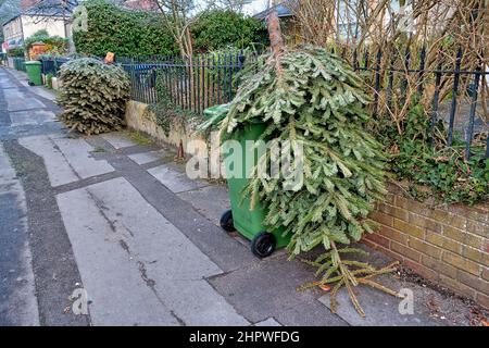 Warminster, Wiltshire, Großbritannien - 18 2022. Januar: Eine Reihe von Abfalleimer im Grünen Garten und ein Weihnachtsbaum, der zum Recycling herausgebracht wurde Stockfoto