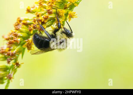 Extreme Nahaufnahme einer Common Eastern Bumble Bee, die einen Zweig gelber Blumen klettert Stockfoto