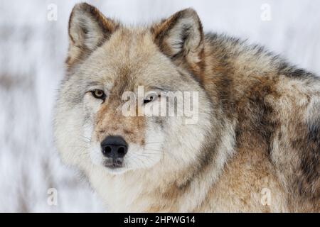 Nahaufnahme Porträt des Grauen Wolfes im Winter mit schneeweißem Hintergrund Stockfoto