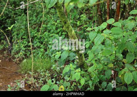 Grüne und braune Schelfpilze wachsen auf einem moosbedeckten Baumstamm in einem Regenwald im Lihue-Koloa Forest Reserve in Kapa'a, Kauai, Hawaii, USA Stockfoto