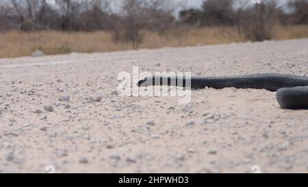Eine tote schwarze Mammadaspis - Dendroaspis polylepis - auf einer weißen Sandstraße. Die Schlange hat keine sichtbaren Verletzungen und sieht immer noch lebendig aus. Die Schlange hat einen großen Durchmesser Stockfoto