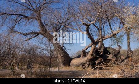 Dorsland Trekker Baobab liegt im Norden Namibias. Mit rund 2100 Jahren ist dies der älteste Baum Namibias Stockfoto