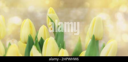 Floraler Hintergrund mit gelben Tulpen. Tulpenknospen aus nächster Nähe. Gelbe Frühlingsblumen. Weiche, selektive Scharfstellung. Frühling verschwommen Hintergrund Postkarte Stockfoto