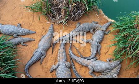 Eine Gruppe von acht juvenilen krokodilen aus dem nil - Crocodylus niloticus - liegt an einem sandigen Flussufer neben einem Fluss Stockfoto