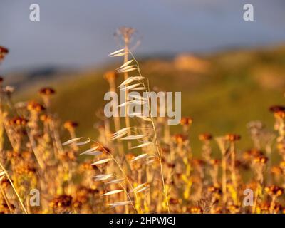 Gelber Graszweig mit gelben Fynbos-Blüten, die unscharf sind. Ort: Ceres, Südafrika Stockfoto