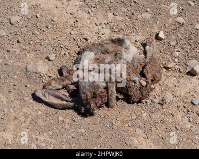 Roadkill: Nahaufnahme eines toten Hasen auf einer Schotterstraße, nur die Ohren des Hasen sind erkennbar. Stockfoto